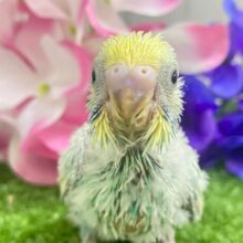 七色エナジー🌈☆*。キラわちゃ！☀️💖セキセイインコ(パステルレインボースパングル/2025年5月上旬生まれ)