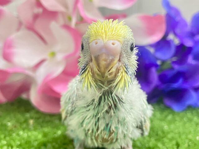 七色エナジー🌈☆*。キラわちゃ！☀️💖セキセイインコ(パステルレインボースパングル/2025年5月上旬生まれ)