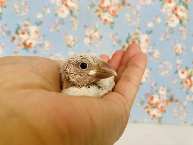 シルバーイノ文鳥 / 白文鳥 / 桜文鳥