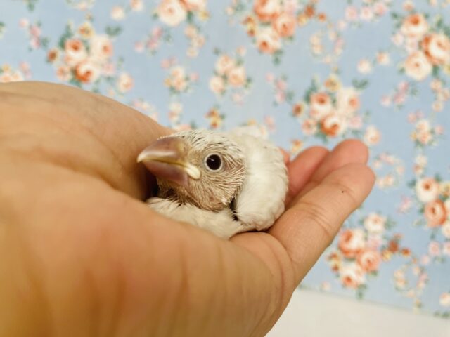 シルバーイノ文鳥 / 白文鳥 / 桜文鳥