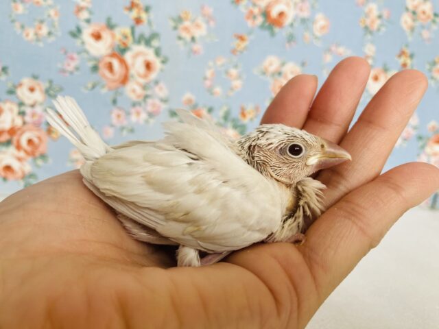 シルバーイノ文鳥 / 白文鳥 / 桜文鳥