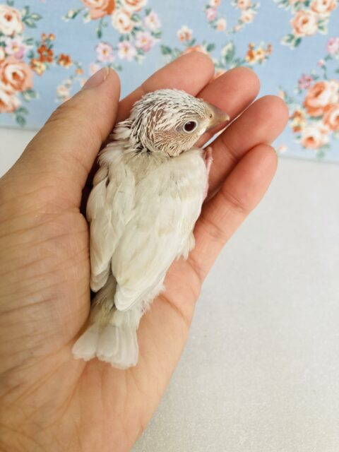 シルバーイノ文鳥 / 白文鳥 / 桜文鳥