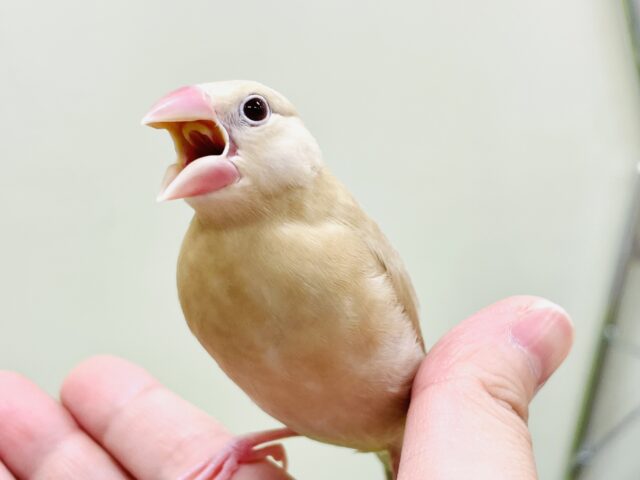 シナモン文鳥