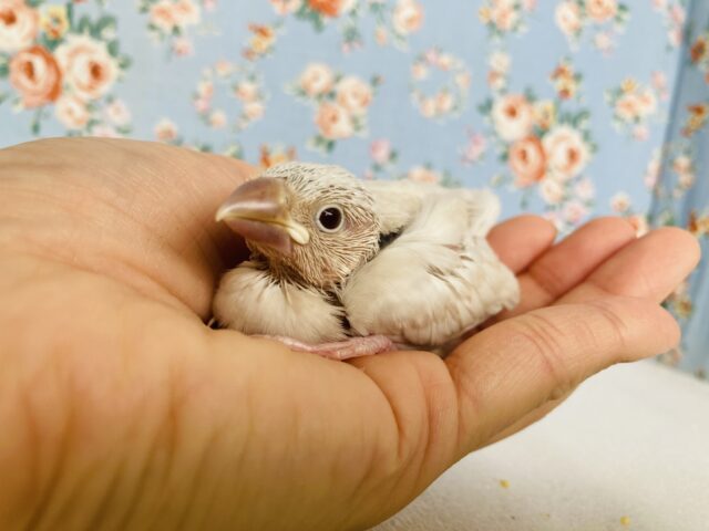 シルバーイノ文鳥 / 白文鳥 / 桜文鳥