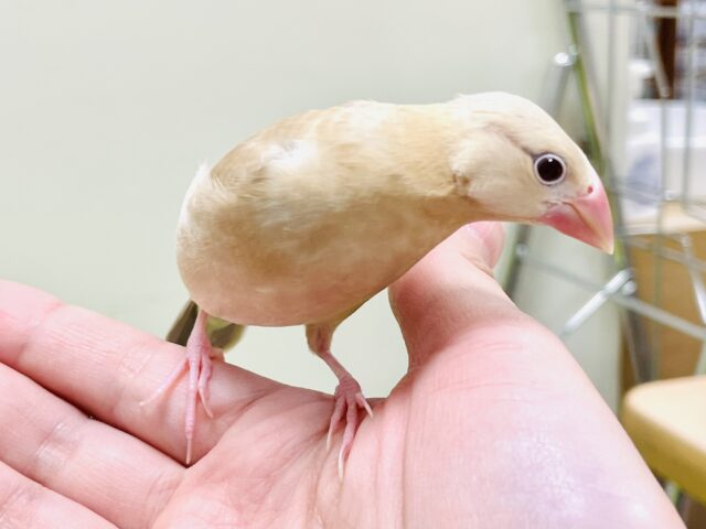 シナモン文鳥