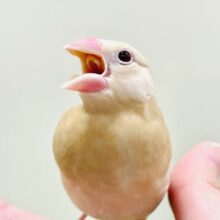 【最新画像】成長がたのしみ☺️シナモン文鳥（ヒナ）