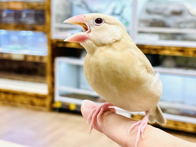 シナモン文鳥
