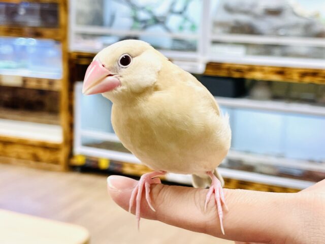 シナモン文鳥