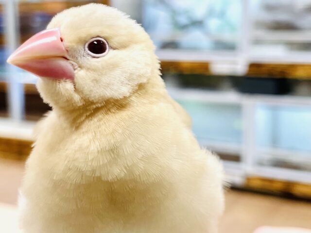 シナモン文鳥