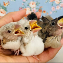 かわいいﾓｸﾞﾓｸﾞ動画あり🆙🕊️🫧文鳥ヒナちゃんズ❤︎⁎˃ᴗ˂