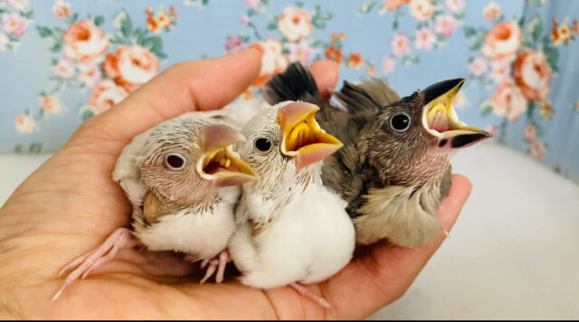 かわいいﾓｸﾞﾓｸﾞ動画あり🆙🕊️🫧文鳥ヒナちゃんズ❤︎⁎˃ᴗ˂