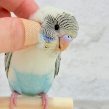 【最新画像更新🪄】元気いっぱい♬一緒に遊ぼう♡セキセイインコ(四色ハルクイン) ヒナ