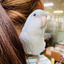 薫風🌿🫧 見目麗しい~ ❤︎⁾⁾ 手乗りマメルリハさん(アメリカンホワイト)男のコ🌟♂