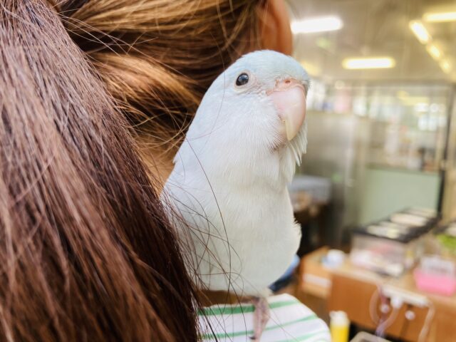 薫風🌿🫧 見目麗しい~ ❤︎⁾⁾ 手乗りマメルリハさん(アメリカンホワイト)男のコ🌟♂