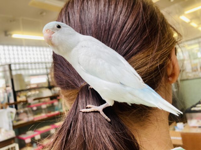 マメルリハ