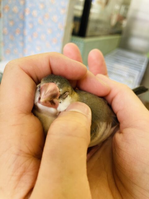 説明画像です