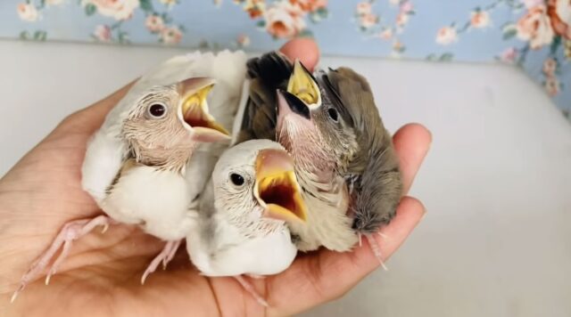 説明画像です