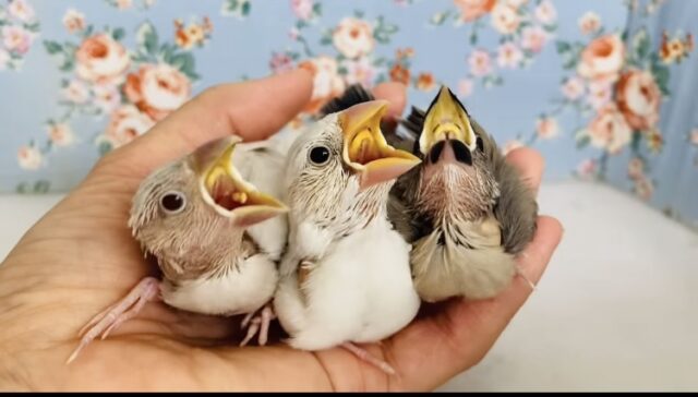 説明画像です