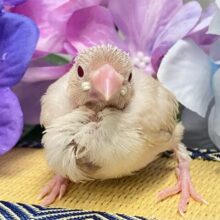 めろりん︎♥️⟡.*ポカポカ𝐦𝐢𝐥𝐤 𝐭𝐞𝐚🫖🧸シナモン文鳥(2025年5月上旬生まれ)