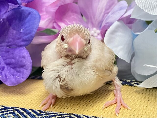 めろりん︎♥️⟡.*ポカポカ𝐦𝐢𝐥𝐤 𝐭𝐞𝐚🫖🧸シナモン文鳥(2025年5月上旬生まれ)