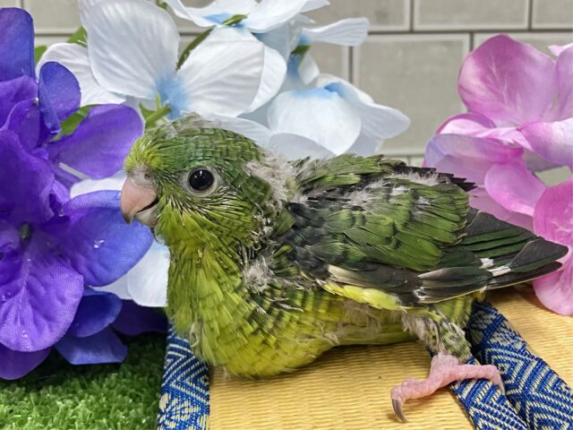 サザナミインコ