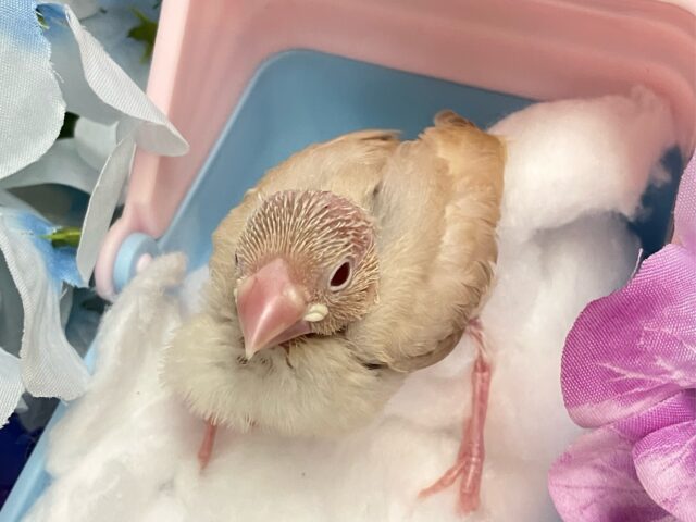 シナモン文鳥