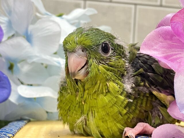 可愛さ五つ星！🌟⋆꙳ 抹茶ピエール🍵𓈒 𓂂𓏸サザナミインコ(2025年5月上旬生まれ)