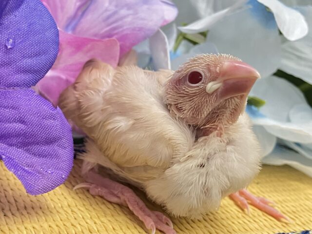 シナモン文鳥