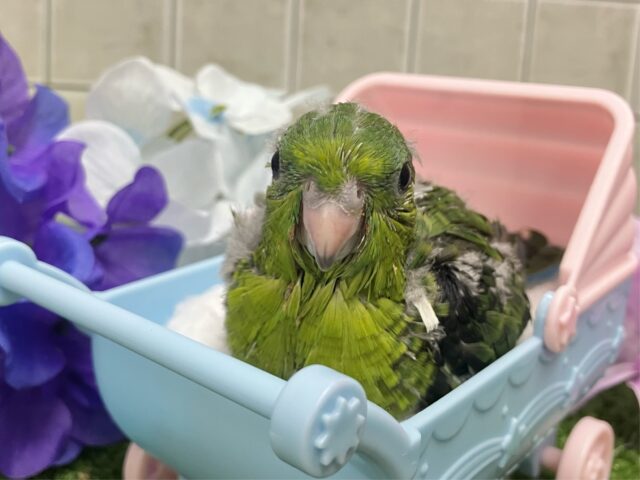 サザナミインコ