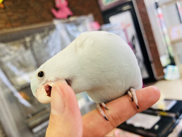 マメルリハ
