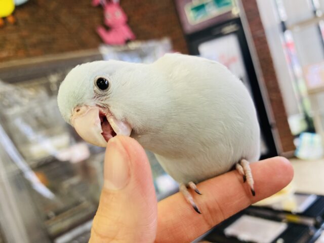 マメルリハ