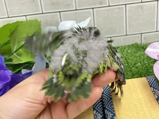 サザナミインコ