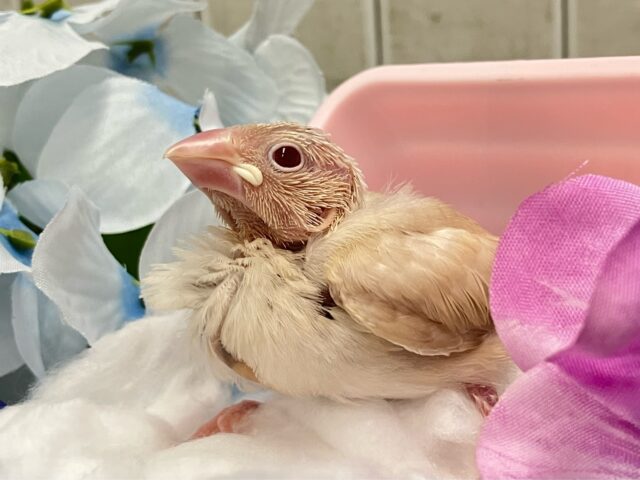 シナモン文鳥