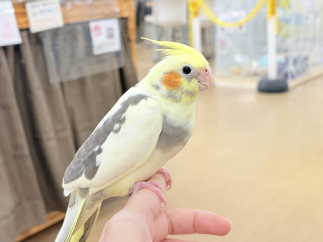 オカメインコ