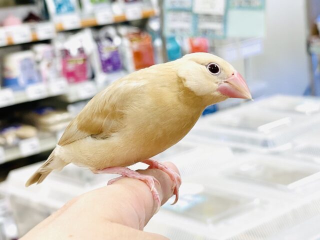 シナモン文鳥