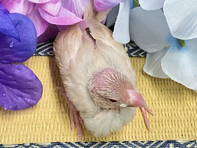 シナモン文鳥