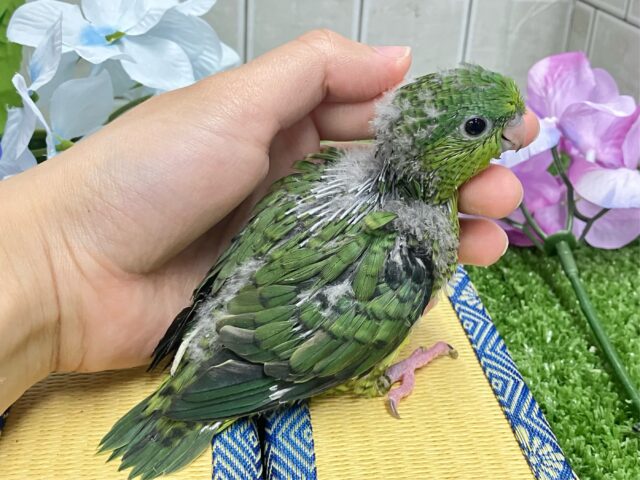 サザナミインコ