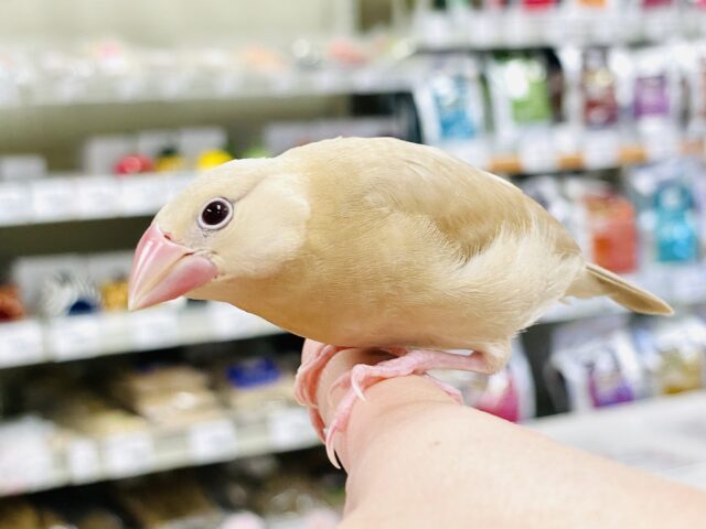 シナモン文鳥