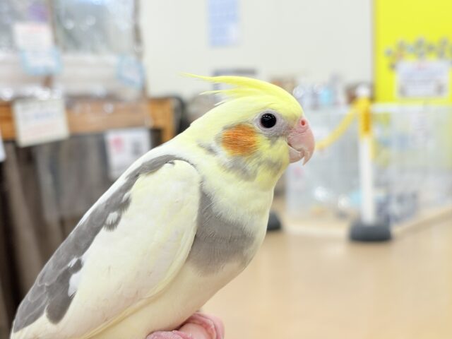 オカメインコ