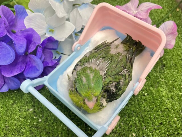 サザナミインコ
