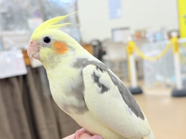 オカメインコ