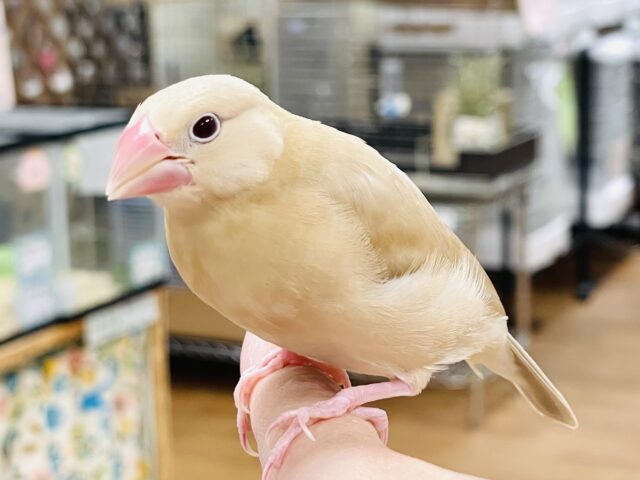シナモン文鳥