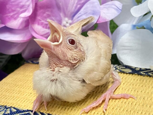 シナモン文鳥