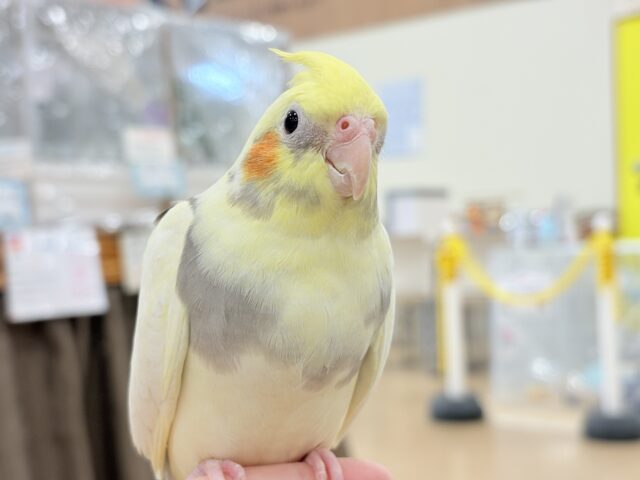 オカメインコ