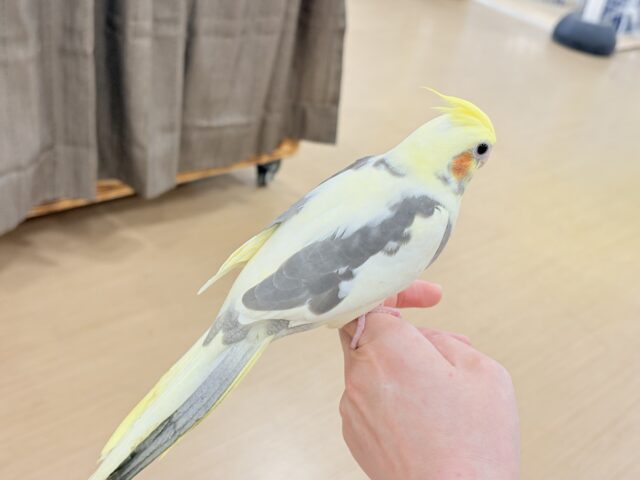 オカメインコ