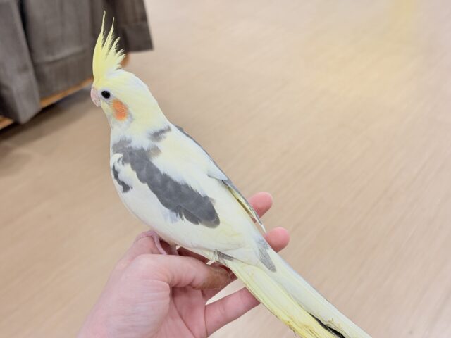 オカメインコ