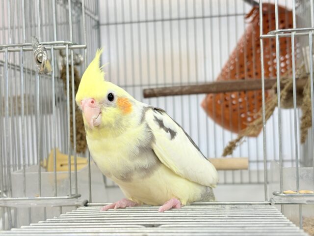 オカメインコ