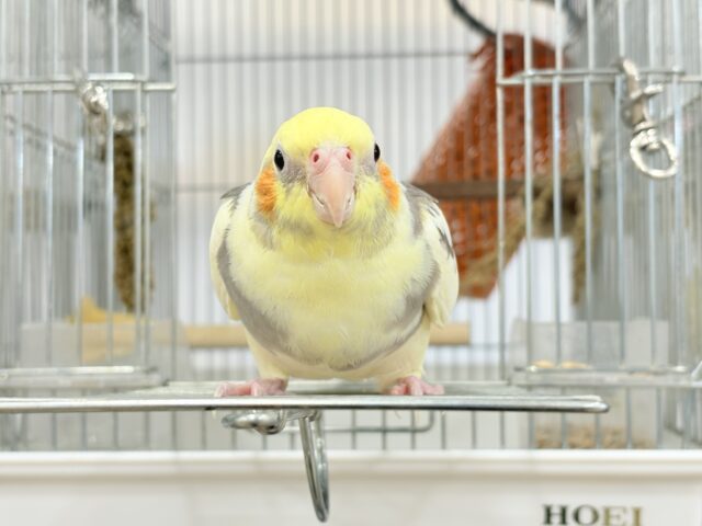 オカメインコ