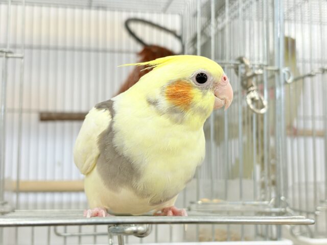オカメインコ