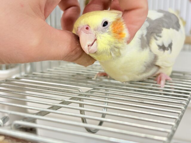 オカメインコ